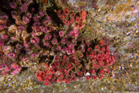 Coenocyathus bowersi (Colonial Cup Coral)