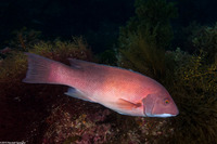 Semicossyphus pulcher (California Sheephead)