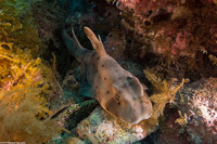 Heterodontus francisci (Horn Shark)