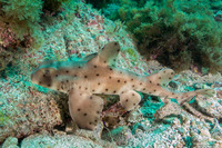 Heterodontus francisci (Horn Shark)