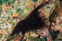 Centrostephanus coronatus (Crowned Urchin)