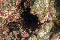Centrostephanus coronatus (Crowned Urchin)
