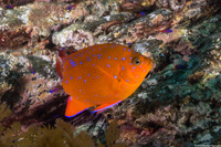 Hypsypops rubicundus (Garibaldi)