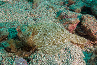 Pleuronichthys coenosus (C-O Sole)