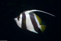 Heniochus diphreutes (Schooling Bannerfish)