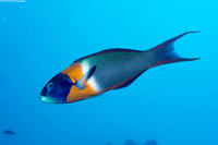 Thalassoma duperrey (Saddle Wrasse)