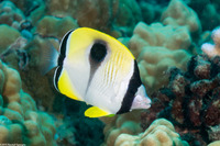 Chaetodon unimaculatus (Teardrop Butterflyfish)