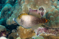 Pervagor spilosoma (Hawaiian Fantail Filefish)