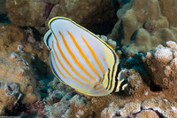 Chaetodon ornatissimus (Ornate Butterflyfish)