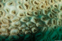 Palythoa caesia (Blue-Gray Zoanthid)