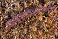 Pteraeolidia semperi (Blue Dragon Nudibranch)