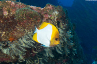 Hemitaurichthys polylepis (Pyramid Butterflyfish)