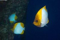 Hemitaurichthys polylepis (Pyramid Butterflyfish)
