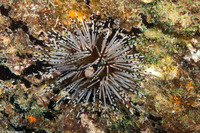 Echinothrix calamaris (Double-Spined Urchin)