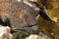 Gymnothorax flavimarginatus (Yellowmargin Moray)