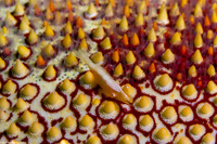Zenopontonia soror (Sea Star Shrimp)