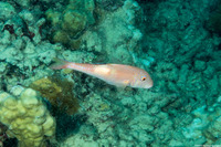 Parupeneus pleruostigma (Sidespot Goatfish)