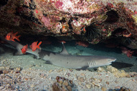 Triaenodon obesus (Whitetip Reef Shark)