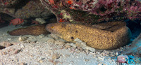 Gymnothorax flavimarginatus (Yellowmargin Moray)