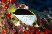 Chaetodon tinkeri (Tinker's Butterflyfish)