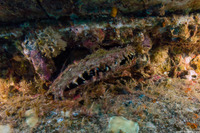 Pinctada margaritifera (Pacific Pearl Oyster)