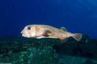 Diodon hystrix (Porcupinefish)