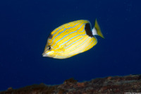 Chaetodon fremblii (Bluestripe Butterflyfish)