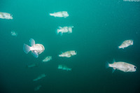 Diodon hystrix (Porcupinefish)