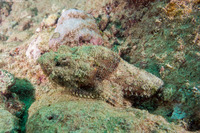 Scorpaenopsis diabolus (Devil Scorpionfish)