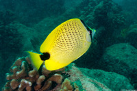 Chaetodon miliaris (Milletseed Butterflyfish)