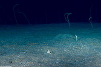 Callechelys lutea (Freckled Snake Eel)