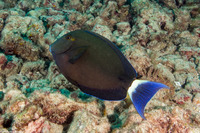 Acanthurus blochii (Ringtail Surgeonfish)
