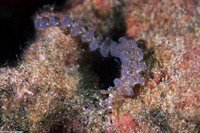 Pteraeolidia semperi (Blue Dragon Nudibranch)