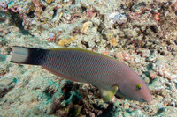 Thalassoma ballieui (Old Woman Wrasse)