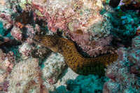 Gymnothorax eurostus (Stout Moray)