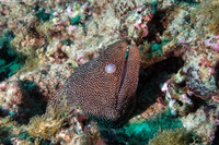 Gymnothorax meleagris (Whitemouth Moray)