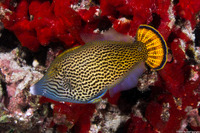 Pervagor spilosoma (Hawaiian Fantail Filefish)