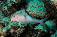 Parupeneus pleruostigma (Sidespot Goatfish)