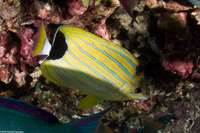 Chaetodon fremblii (Bluestripe Butterflyfish)