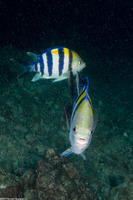 Abudefduf vaigiensis (Indo-Pacific Sergeant)