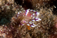 Coryphellina exoptata (Desirable Flabellina)