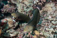 Novaculichthys taeniourus (Rockmover Wrasse)
