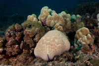 Culcita novaeguineae (Cushion Star)