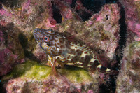 Cirrhitus pinnulatus (Stocky Hawkfish)