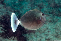 Naso brevirostris (Paletail Unicornfish)