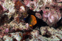 Centropyge potteri (Potter's Angelfish)