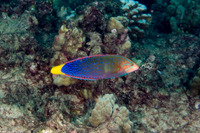 Coris gaimard (Yellowtail Coris)