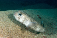 Diodon hystrix (Porcupinefish)