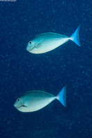 Naso hexacanthus (Sleek Unicornfish)