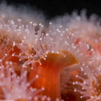 Corynactis californica (Club-Tipped Anemone)